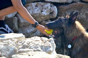 MargotCans. Adiestramiento y Alojamiento canino