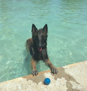Thor jugando en la piscina para perros