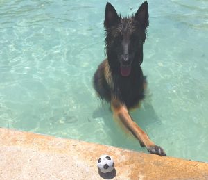 Thor jugando en la piscina para perros