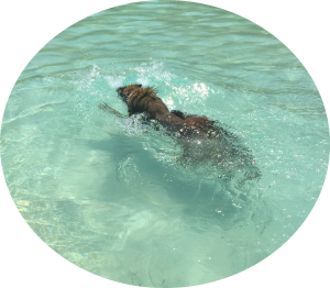 Thor nadando en la piscina para perros