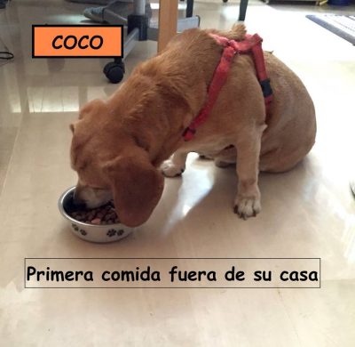 Coco. Mestizo. Macho