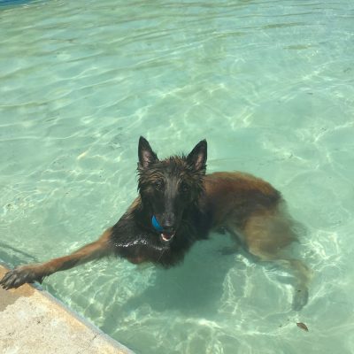 Thor en la piscina para perros