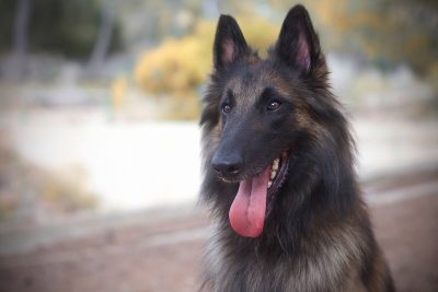 Thor, mi pastor belga tervueren